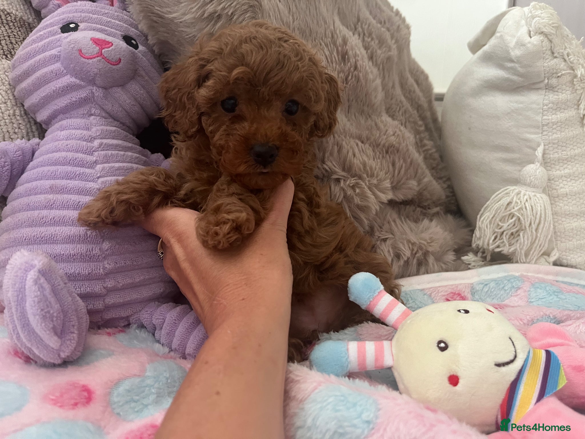 Cavapoo dogs small type toy F1B cavapoo puppies available  - Advert 1