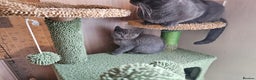 British Shorthair cats for sale: Purebred  British shorthair kittens  - Advert 12