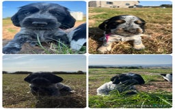 Cocker Spaniel dogs for sale: KC registered Show Type Cocker Spaniels - Image 1