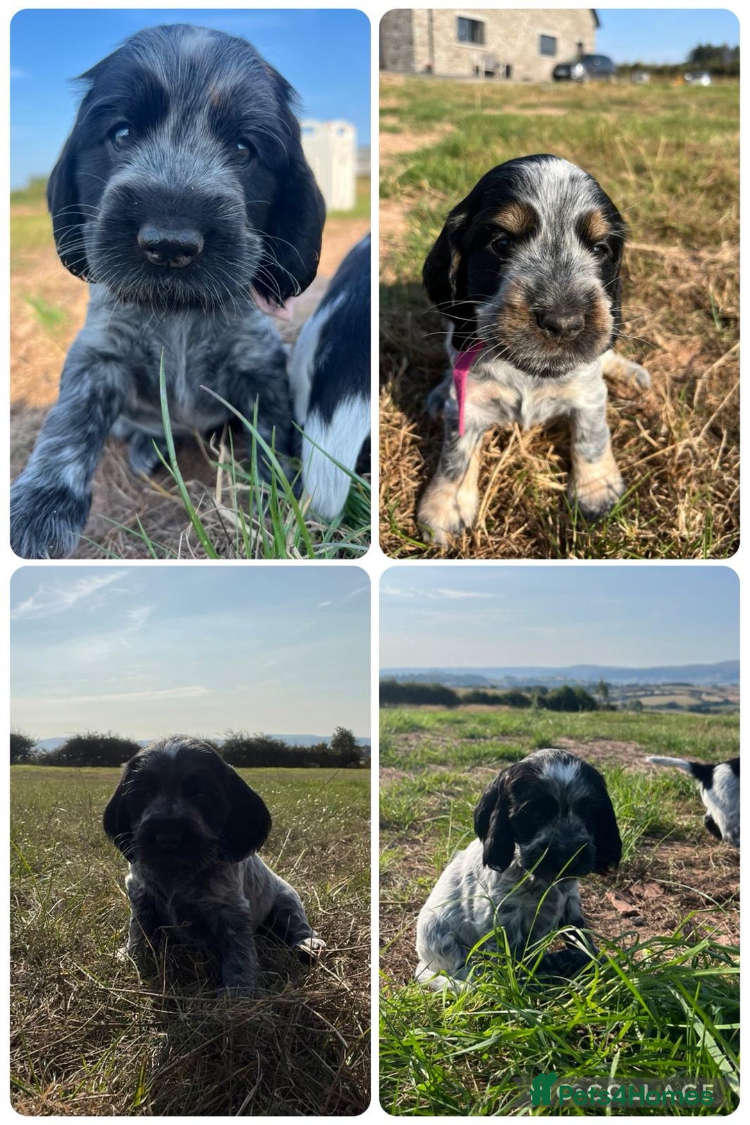Cocker Spaniel dogs for sale: KC registered Show Type Cocker Spaniels - Image 1
