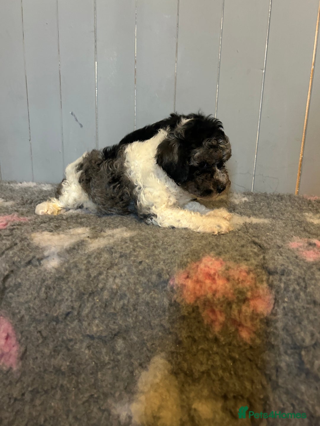 Cavapoo dogs for sale: Health tested f1b Cavapoo puppies  - Advert 4