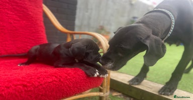 Great Dane dogs - Advert 8