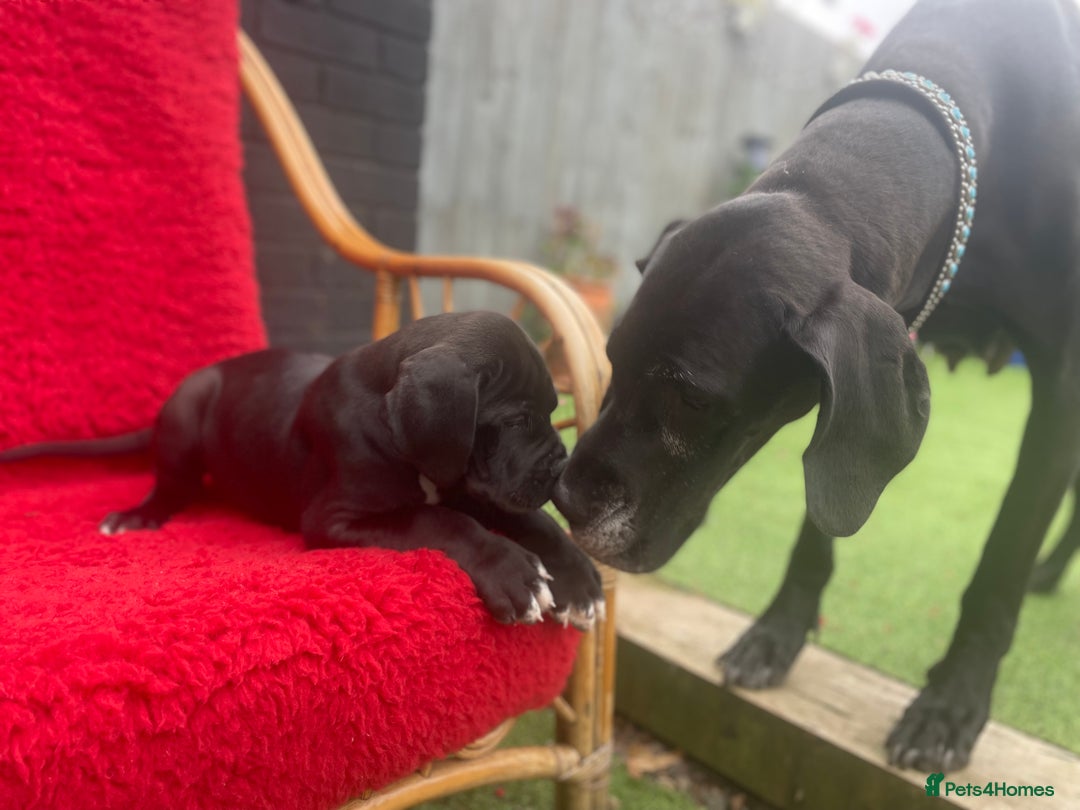 Great Dane dogs for sale: KC reg/pedigree Great Danes black - READY NOW - Image 2