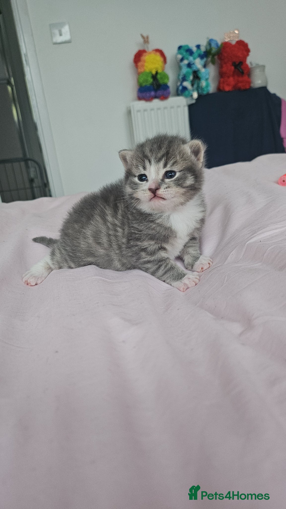 Mixed Breed cats 3 beautiful Kittens  - Advert 13