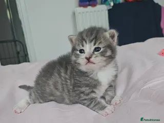 Mixed Breed cats 3 beautiful Kittens - Advert 13