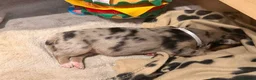 Mixed Breed dogs for sale: Shollie litter expected on the 16th of September - Advert 7