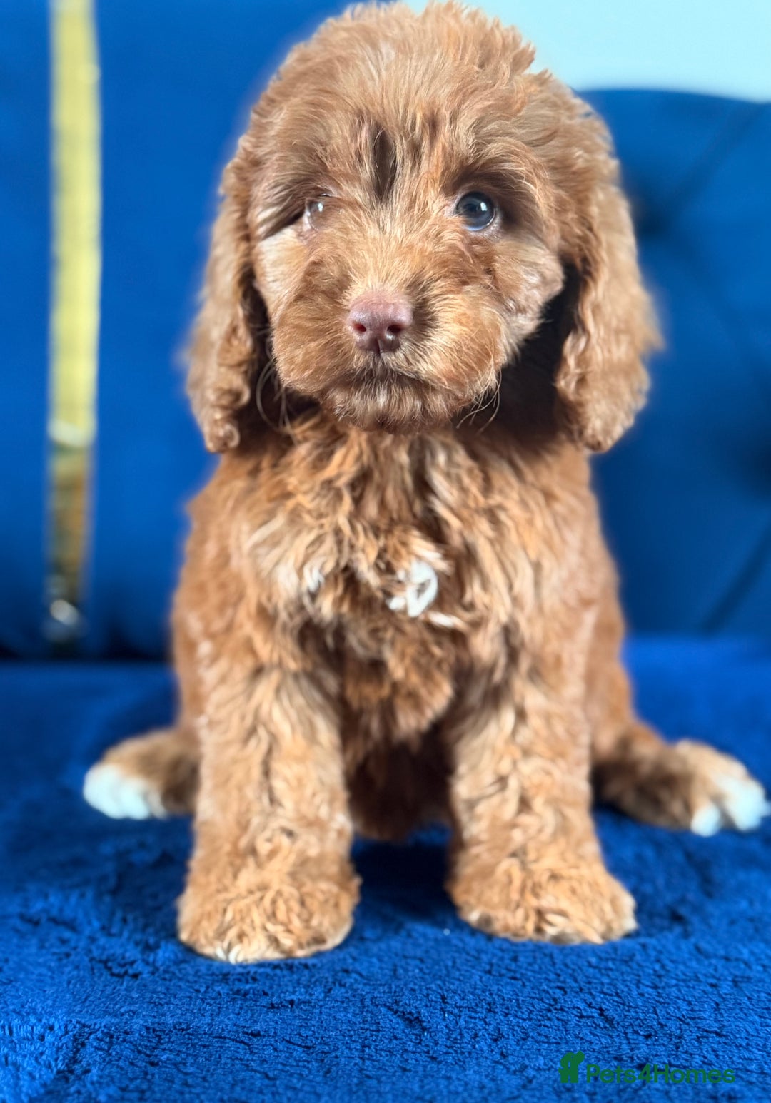 Cockapoo dogs for sale: Beautiful cockapoo puppies only  girls left  - Image 21