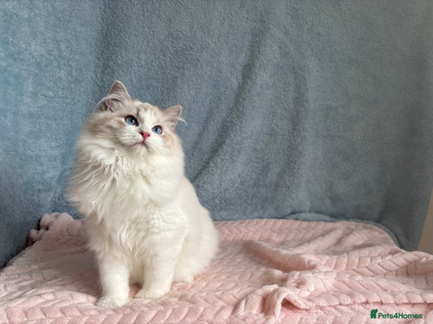 Ragdoll cats Playful Pedigree Ragdoll Kittens Available - Advert 2