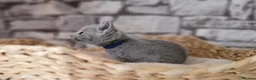 Russian Blue cats for sale: Pure Russian Blue kittens for sale 💙  - Advert 13