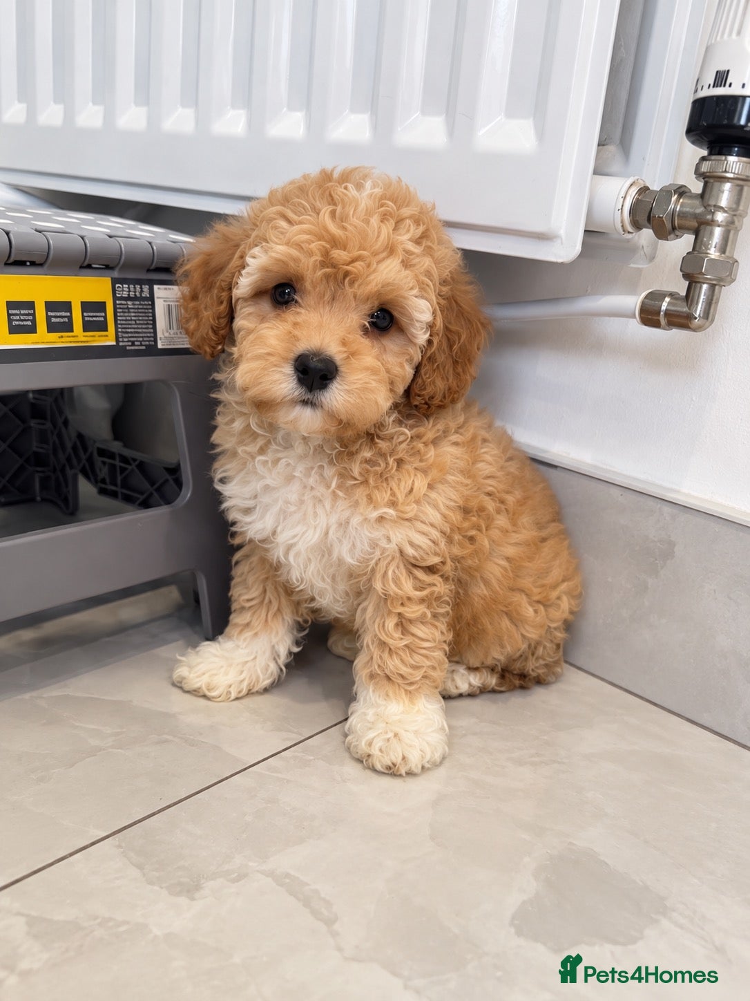 Maltipoo dogs 💫⭐️💥Beautiful Asian Maltipoo puppies💫⭐️💥 - Advert 3