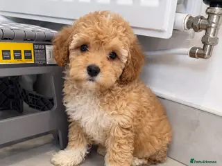Maltipoo dogs 💫⭐️💥Beautiful Asian Maltipoo puppies💫⭐️💥 - Advert 3