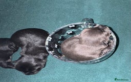 Chihuahua dogs for sale: 2 male 1 female tiny chihuahua  - Image 4