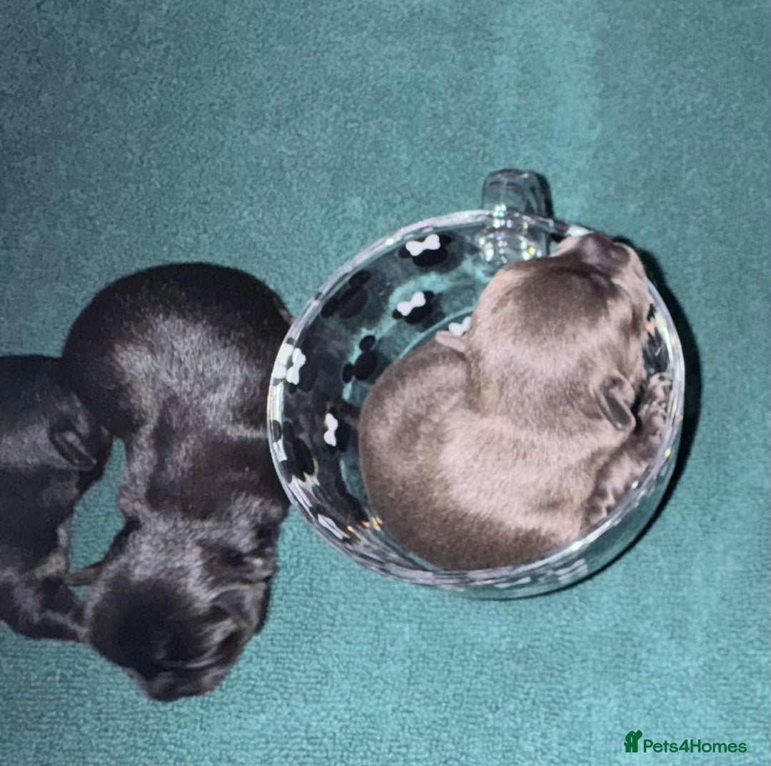 Chihuahua dogs for sale: 2 male 1 female tiny chihuahua  - Image 4