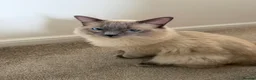 Ragdoll cats for sale: Ragdolls bio  - Advert 4