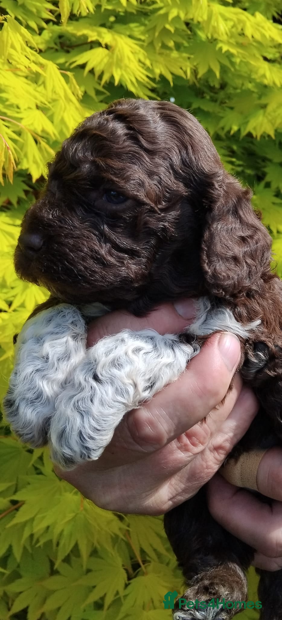 Lagotto Romagnolo dogs Kc lagotto romagnolo puppies - Advert 2