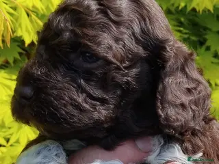Lagotto Romagnolo dogs Kc lagotto romagnolo puppies - Advert 2