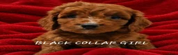 Cockapoo dogs for sale: F1 COCKAPOO PUPPIES PRA CLEAR - Advert 4