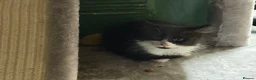 Mixed Breed cats for sale: Cat with kittens  - Advert 3