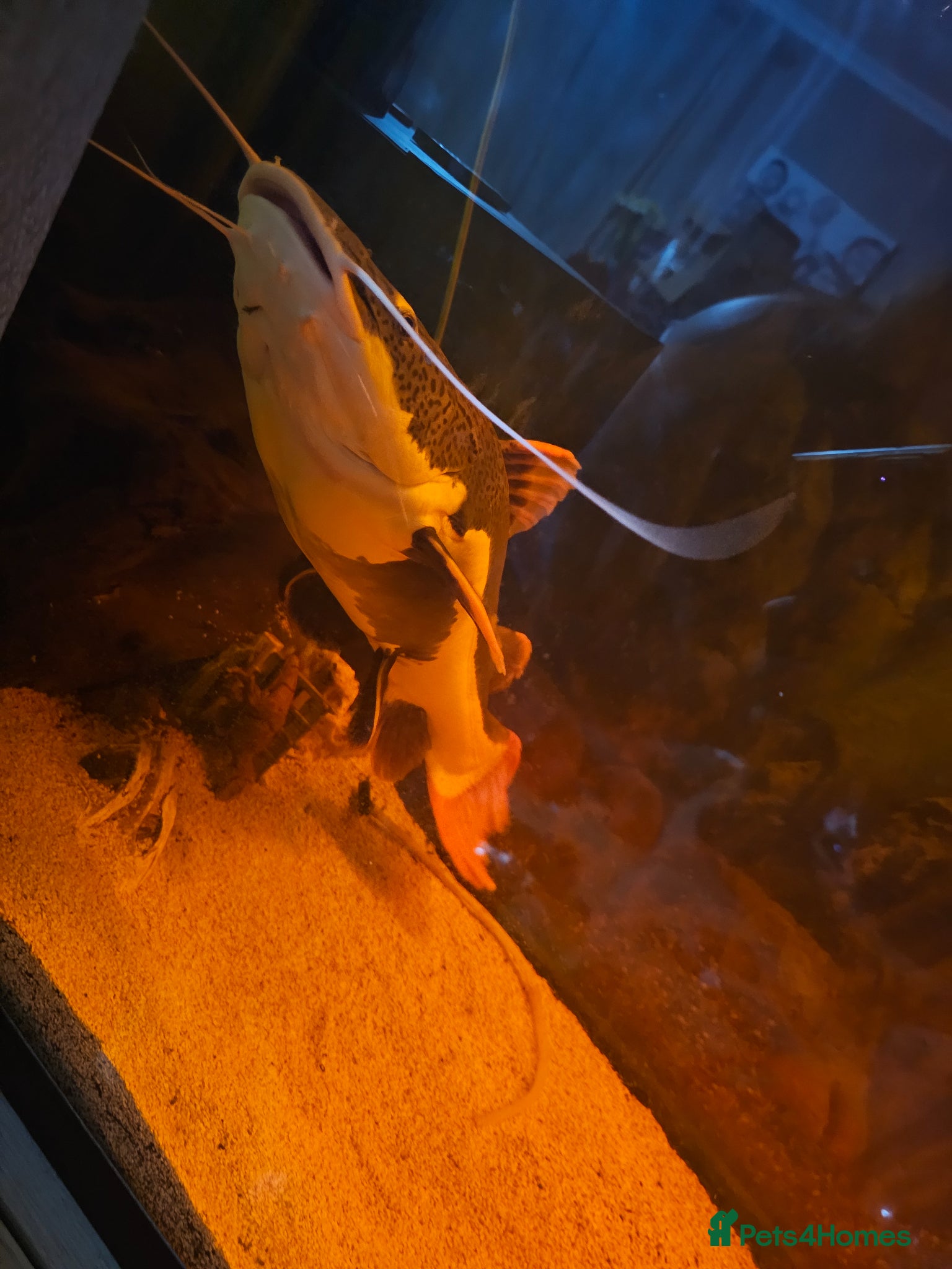 Catfish fish for sale: Red catfishfish - Advert 2
