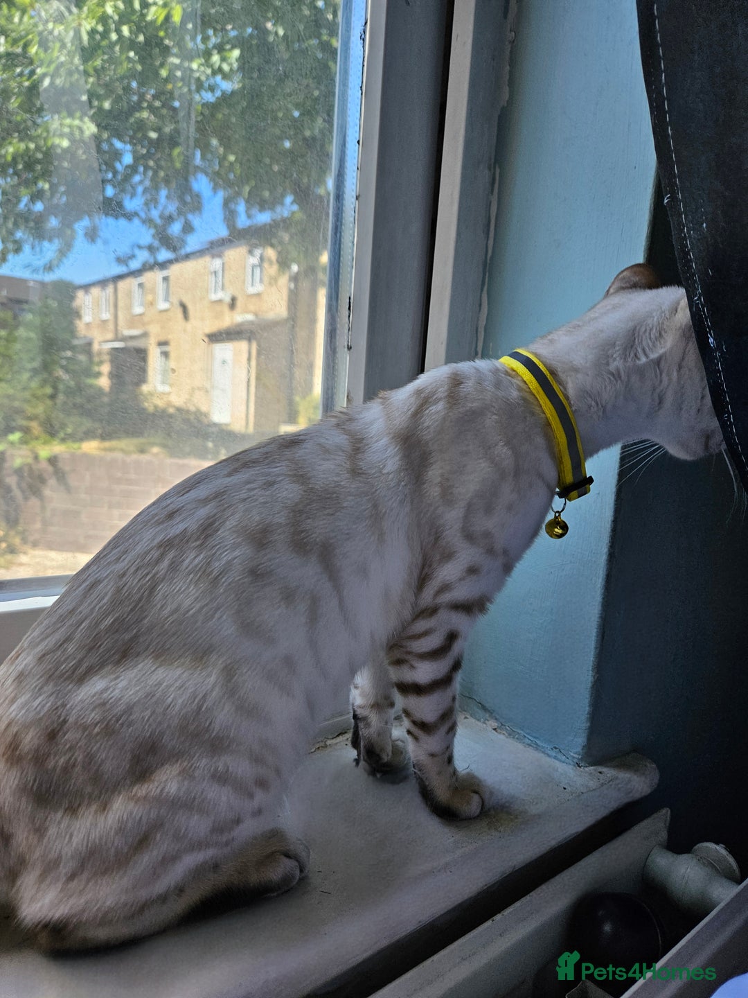 Bengal cats for sale: Snow bengal kittens for loving homes  - Image 16