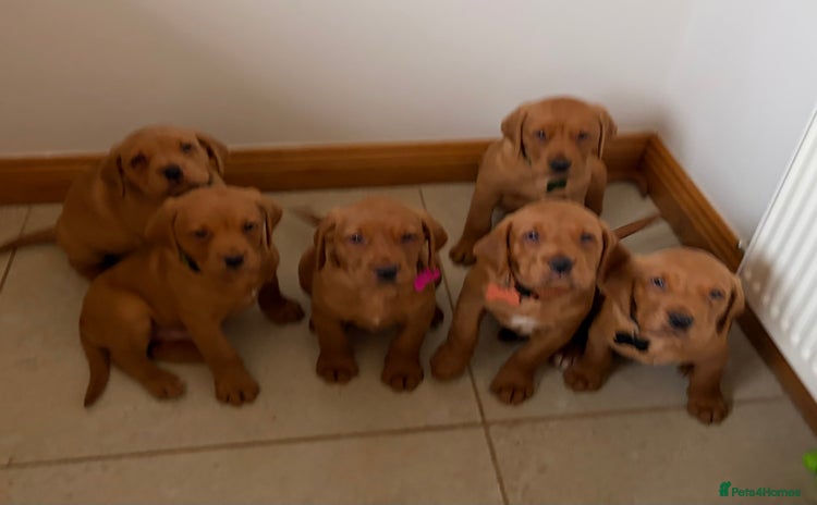 Labrador Retriever dogs - Advert 2
