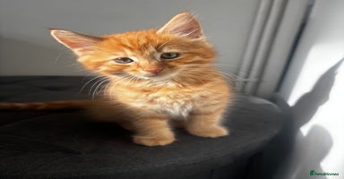 Norwegian Forest Cat cats - Advert 4
