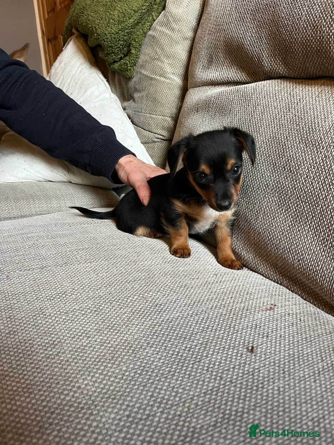 Jack Russell dogs for sale: Jack Russell puppies for sale - Advert 9