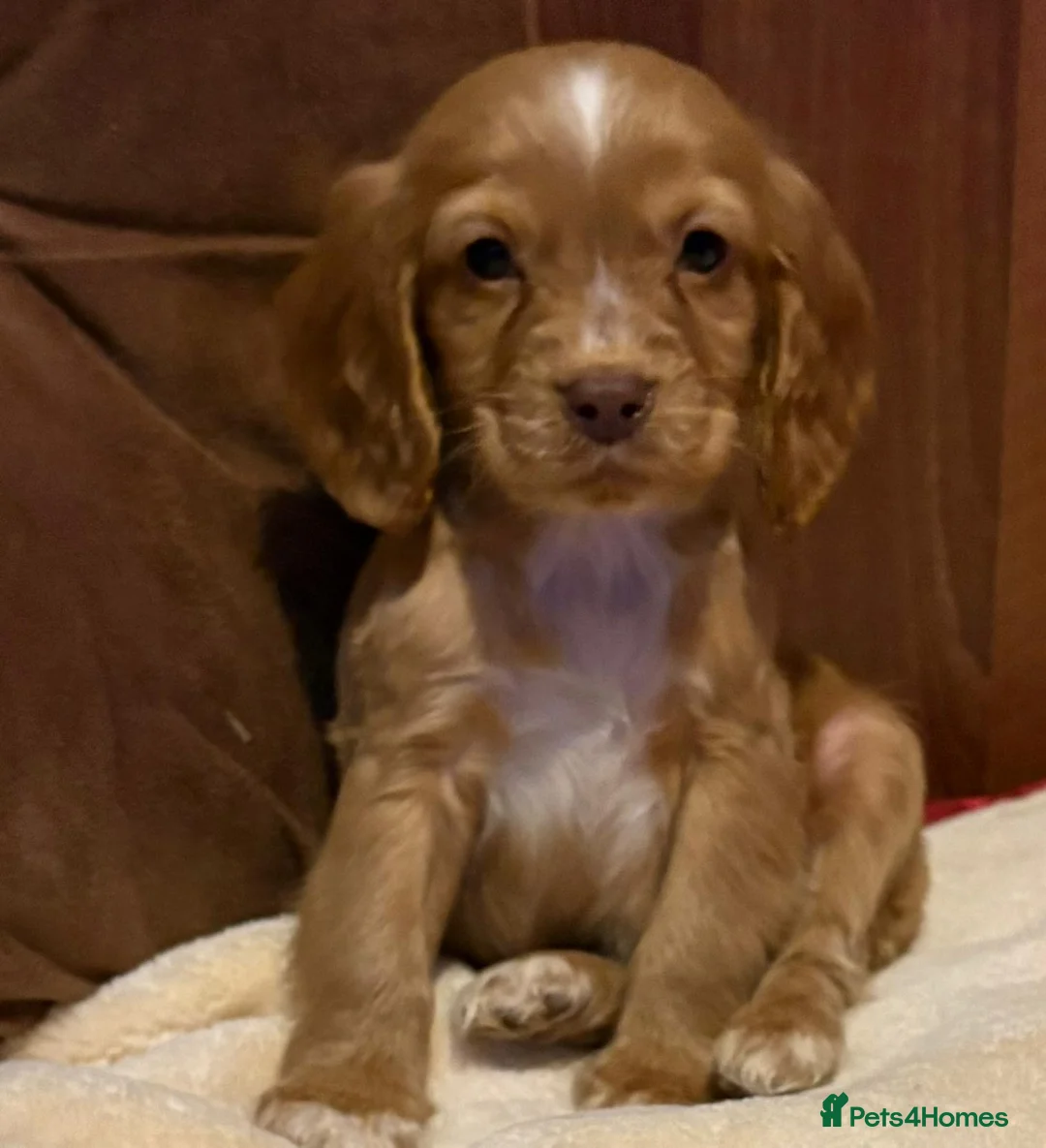 Cockalier dogs for sale: Adorable cockaliers  - Advert 31