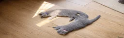 British Shorthair cats for sale: *Ready to leave in 1 week* Blue BSH GCCF Kittens  - Advert 13