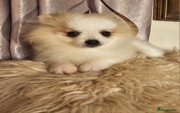 Pomeranian dogs for sale: POMERANIAN Puppies  - Image 4
