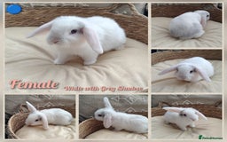Mini Lop rabbits for sale: Adorable mini lop baby rabbits  - Image 5