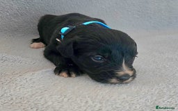 Jackapoo dogs for sale: Beautiful jackapoo puppies  - Advert 7