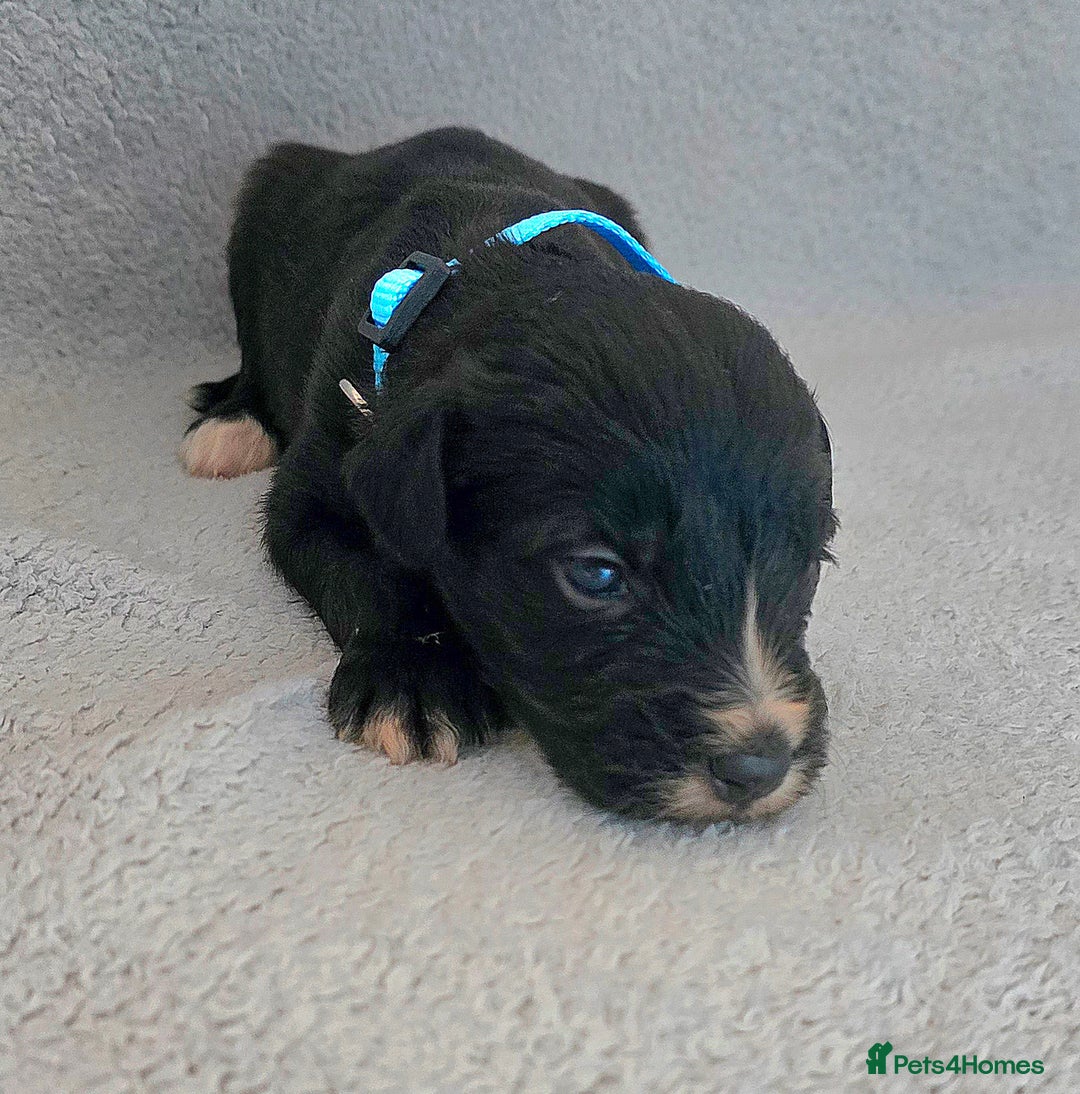 Jackapoo dogs for sale: Beautiful jackapoo puppies  - Advert 7