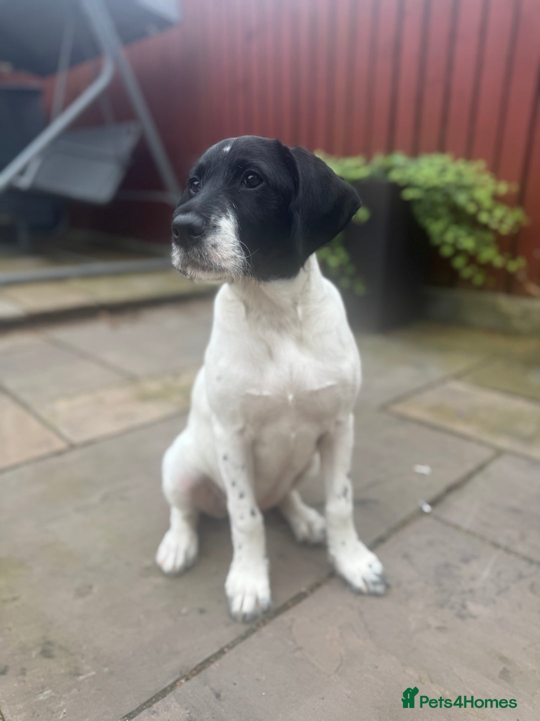 Mixed Breed dogs for sale: LAST PUPPY ❤️ - Image 3