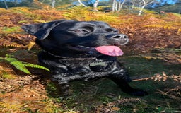 Mixed Breed dogs for sale: Beautiful beloved family dog  - Image 1