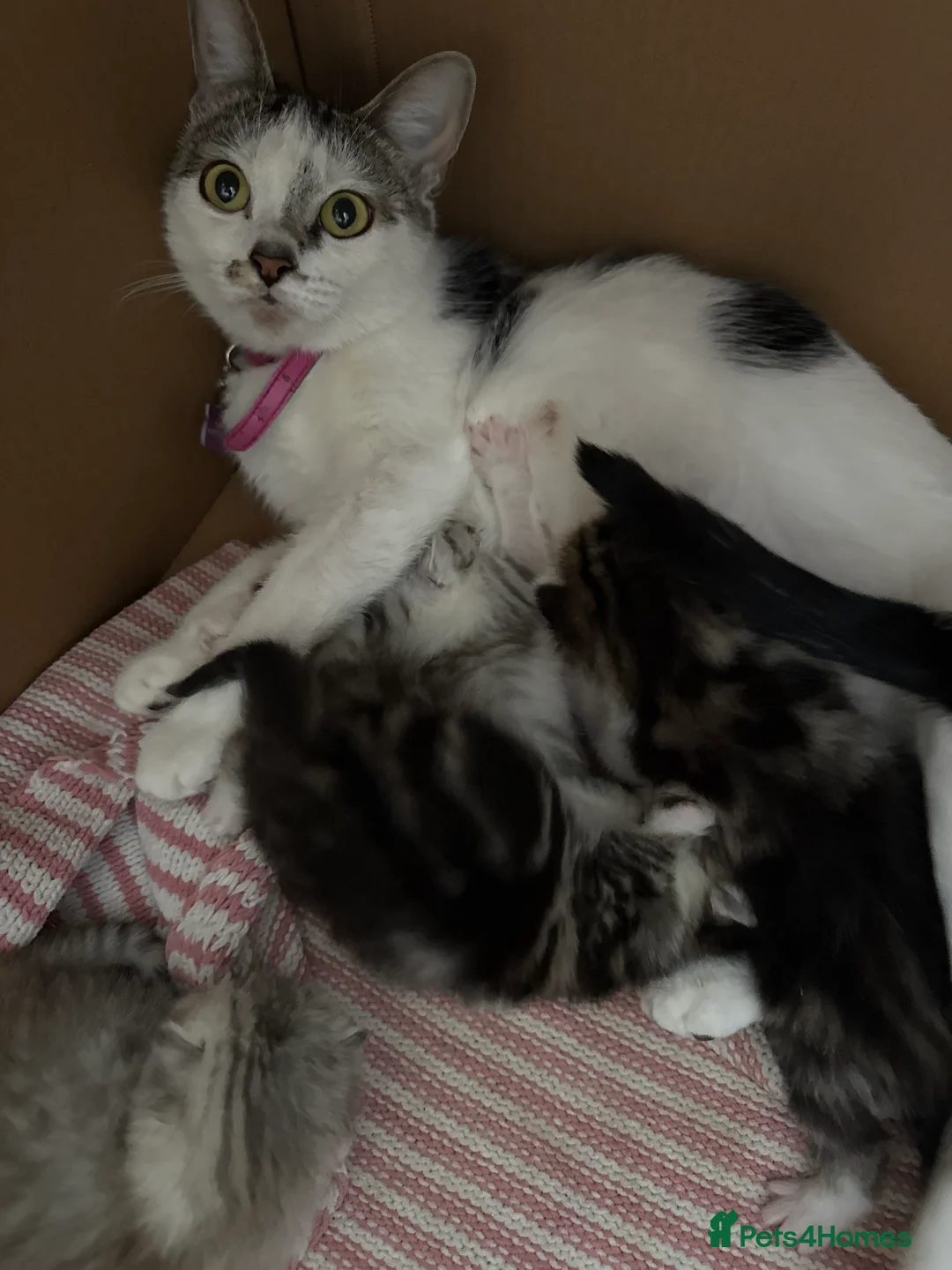 Mixed Breed cats for sale: Mixed breed half Persian half normal cat  - Advert 12