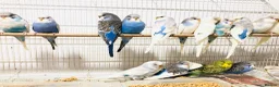 Budgerigars birds for sale: Beautiful Baby Budgies for sale. - Advert 7