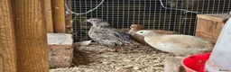Quail poultry for sale: Coturnix quail celadon chicks and hatching eggs - Advert 4