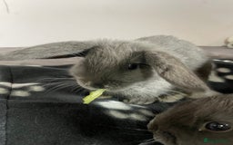 French Lop rabbits for sale: Blue French lopXDutch baby rabbits ready to go now - Image 17