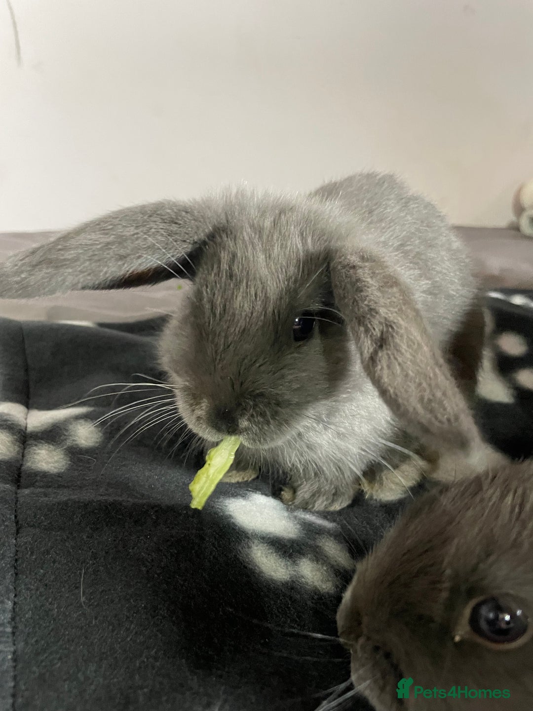 French Lop rabbits for sale: Blue French lopXDutch baby rabbits ready to go now - Image 17