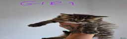 Exotic cats for sale: My Betty has a beautiful litter of kittens  - Advert 11