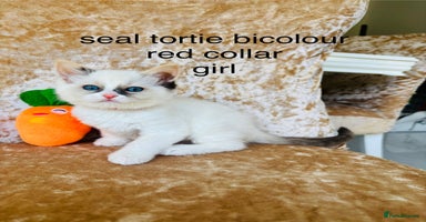 Ragdoll cats - Advert 7