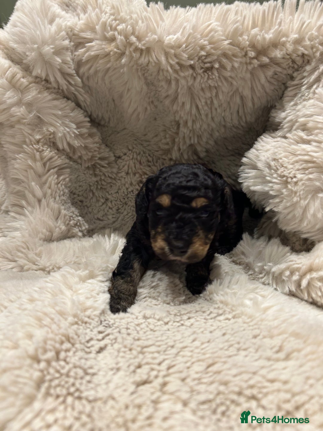 Cavapoo dogs for sale: 5 beautiful Cavapoo’s ready for  **   - Advert 3