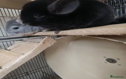 Chinchilla rodents for sale: Chinchillas for sale - Image 11