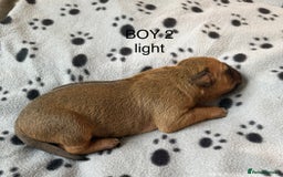 Rhodesian Ridgeback dogs for sale: Rhodesian Ridgeback puppies  - Image 3