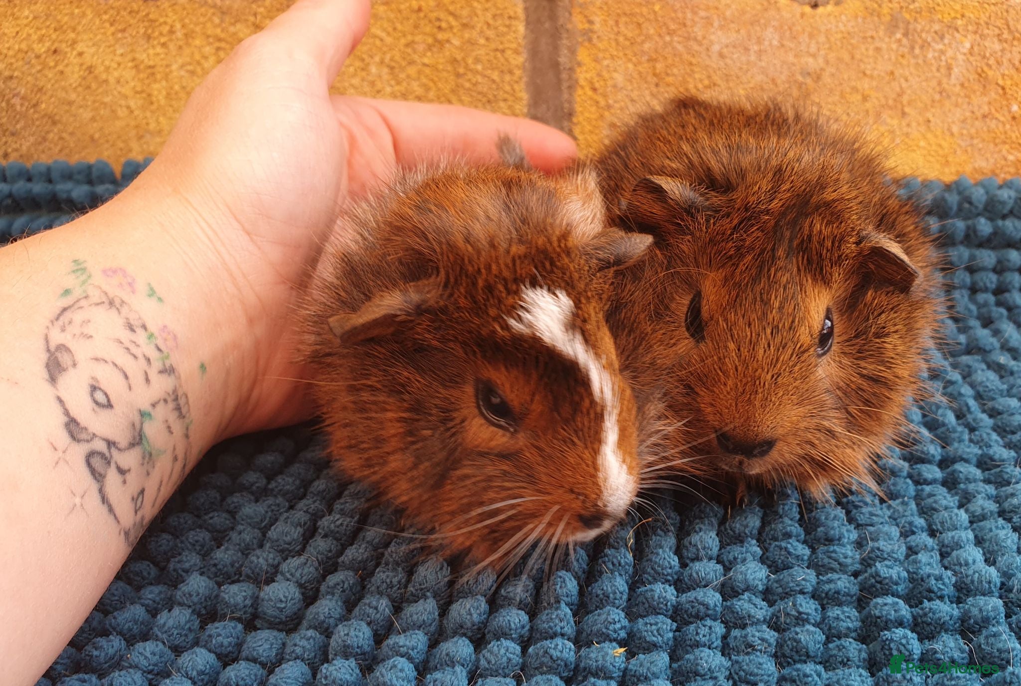 Guinea Pig rodents Beautiful guinea pigs - Advert 1
