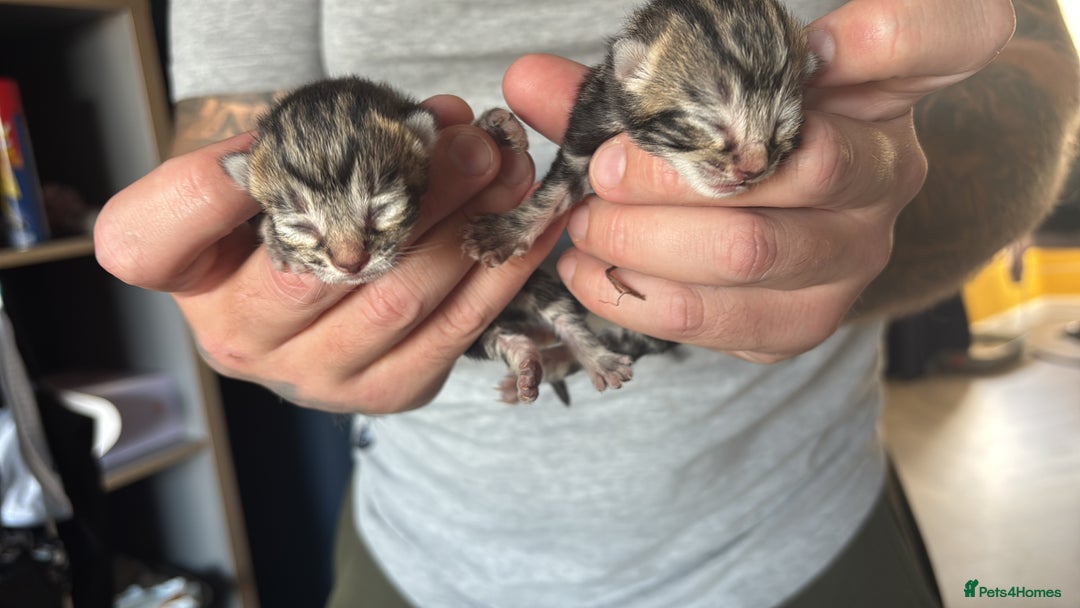 Mixed Breed cats for sale: Boys and girls available  - Image 2