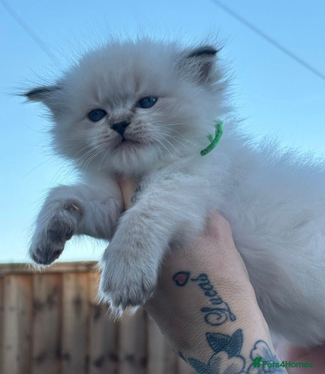 Ragdoll cats 2 Boys Left TICA-Registered – Floppy & Loving - Advert 2