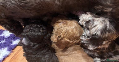 Sproodle dogs - Advert 3