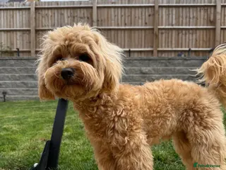 Maltipoo dogs Teddy a very very well behaved and trained - Advert 5